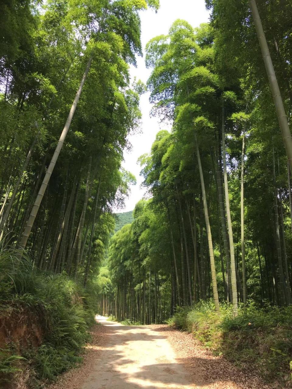 Moganshan Bamboo View Guesthouse Deqing ภายนอก รูปภาพ